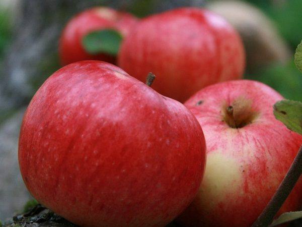 Подробное описание сорта яблок Штрифель - фото