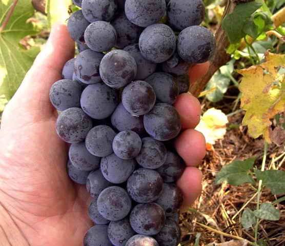 Сорта винограда очень раннего срока созревания - фото