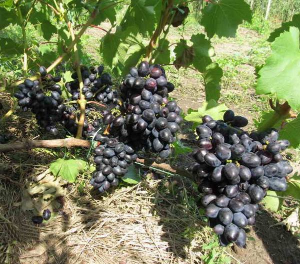 Сорта винограда сверхраннего срока созревания - фото