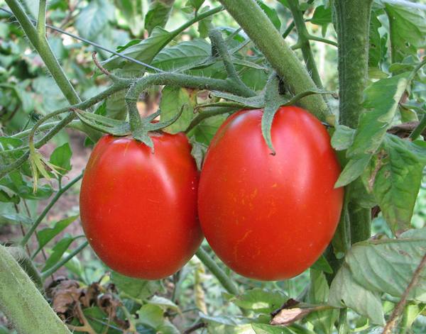 Советы по выращиванию помидоров - фото