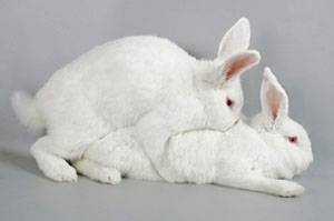 Особенности проведения спаривания кроликов с фото
