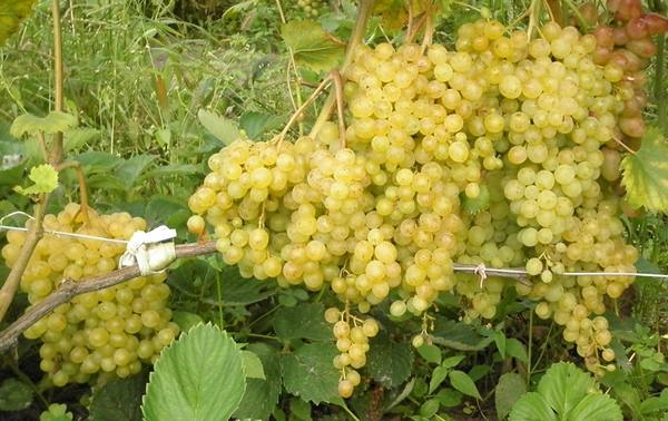 Какие сорта винограда считают сверхранними? с фото