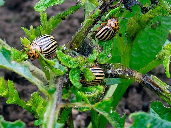 Инсектицид современного поколения Табу от колорадского жука - лучшая защита ... - фото