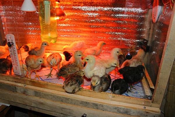 Оптимальная температура для содержания цыплят в первые дни жизни - фото