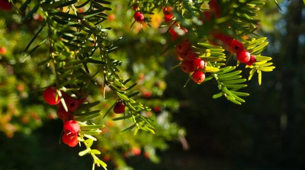 Тис ягодный  фото, описание и особенности выращивания редкого растения с фото