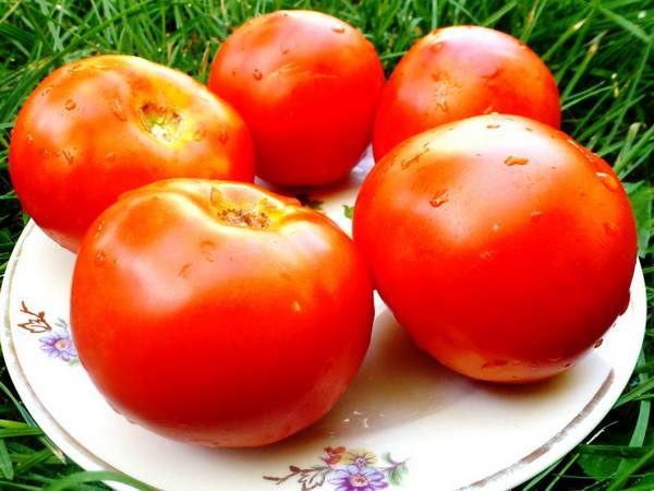 Характеристика сорта помидоров Белый налив - фото