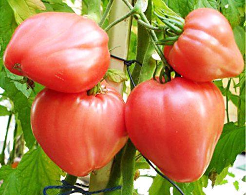 Выращиваем помидоры Бычье сердце - фото