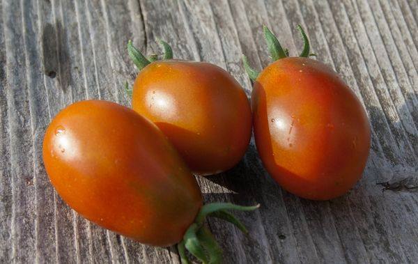 Полное описание и характеристики сорта томата Черный мавр - фото