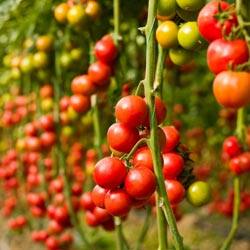 Описание и особенности выращивания помидоров черри, отзывы о томате - фото