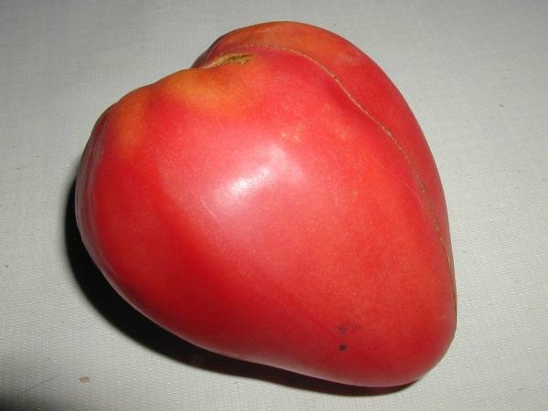 Описание и характеристика крупноплодного сорта томат мазарини с фото