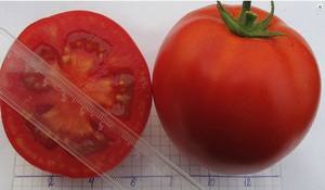 Высокоурожайный томат Оля F1 - фото