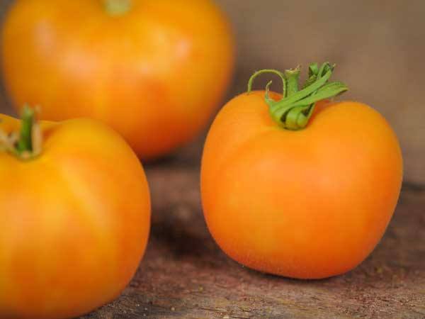 Описание и характеристика гибридного сорта томата персик с фото