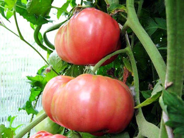 Выращивание томата розовый гигант - фото
