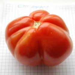 Удивительный томат сорта Сто пудов - фото