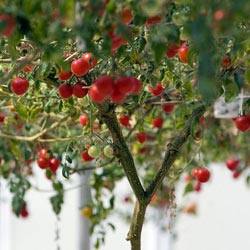 Томатное (помидорное) дерево Спрут F1: описание, особенности выращивания и  ... - фото