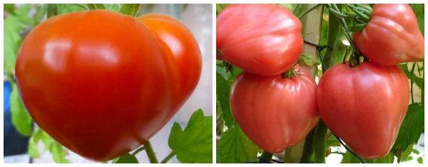 Характеристика и описание сорта томатов буденовка - фото