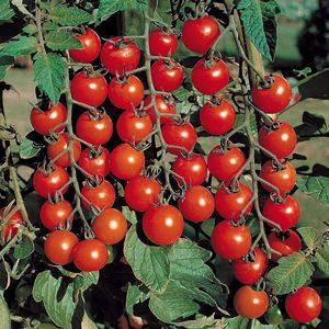 Лучшие сорта томатов Черри для открытого грунта - фото