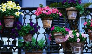 Какие цветы посадить на балконе на солнечной стороне, их названия - фото