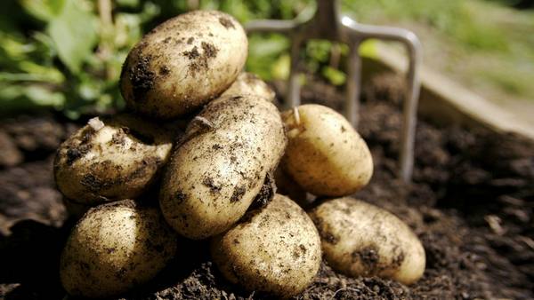 Сорт картофеля тулеевский: описание и уход - фото
