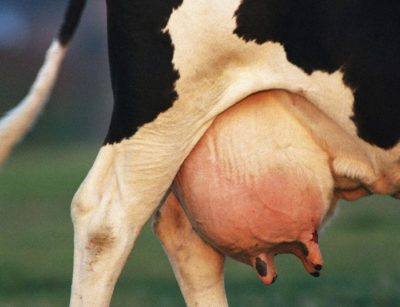 Опухание одной доли вымени у коровы: причины и способы лечения с фото