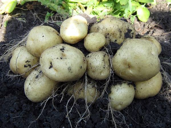 Уборка картофеля - фото