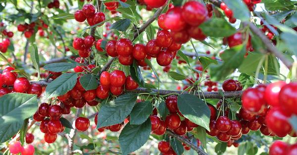 Уход за молодыми вишнями  как повысить урожай в 1,5-2 раза с фото
