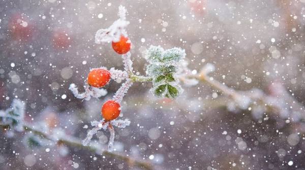 Укрытие растений на зиму  развенчиваем мифы - фото