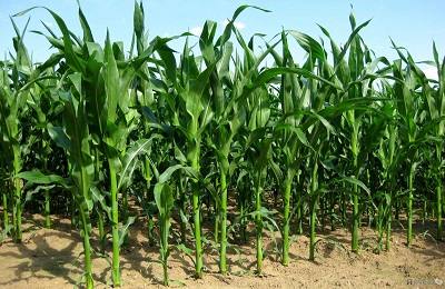 Как добиться высокой урожайности кукурузы? с фото