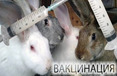 Рекомендации по вакцинации кроликов и схемы иммунизации против смертельных  ... - фото