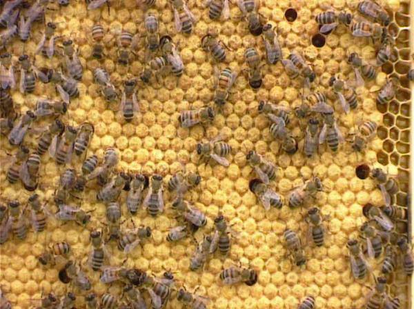 Варроатоз пчел и борьба с ним - фото