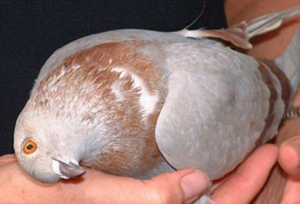 Симптомы и лечение вертячки у голубей - фото