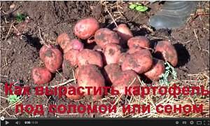 Видео: выращивание картофеля под соломой или сеном - фото