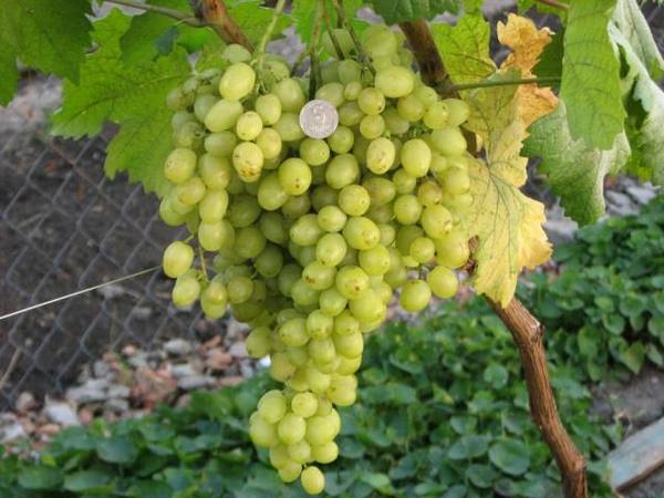 Полное описание сорта винограда алешенькин - фото