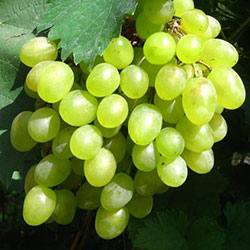 Сорт винограда Алешенькин: описание, характеристики, преимущества и недоста ... - фото