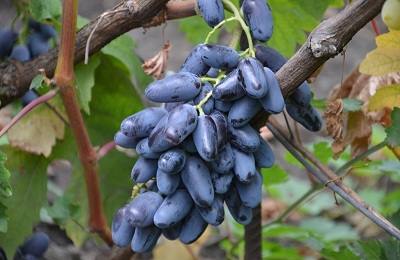 Особенности сорта винограда «Байконур» с фото