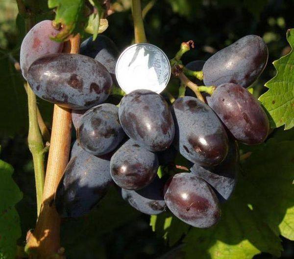 Подробное описание винограда сорта Байконур - фото