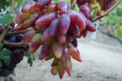 Особенности винограда Дубовского розового - фото