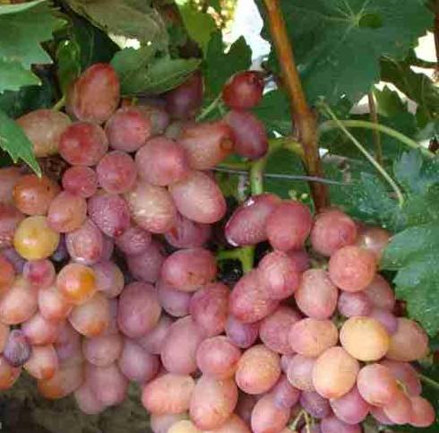 Ботаническое описание винограда «Калина» - фото