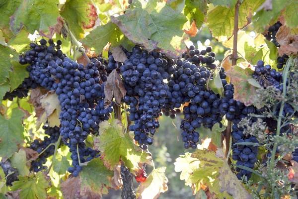 Оасписание и характеристика сорта винограда мерло - фото