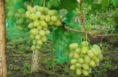 Виноград Монарх: особенности выращивания - фото