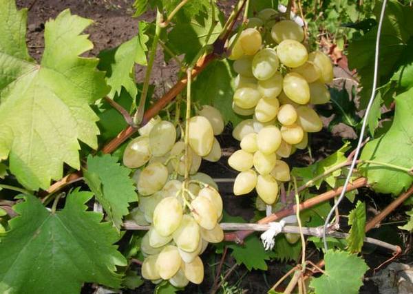 Особенности выращивания винограда «Мускат»: выбор, описание и фото сортов - фото