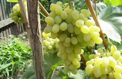 Виноград Плевен: особенности и разновидности сорта с фото