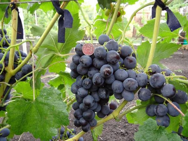 Подробное описание винограда сорта Рошфор - фото