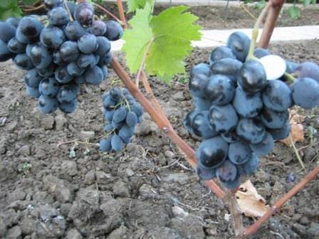 Описание сорта винограда Руслан - фото