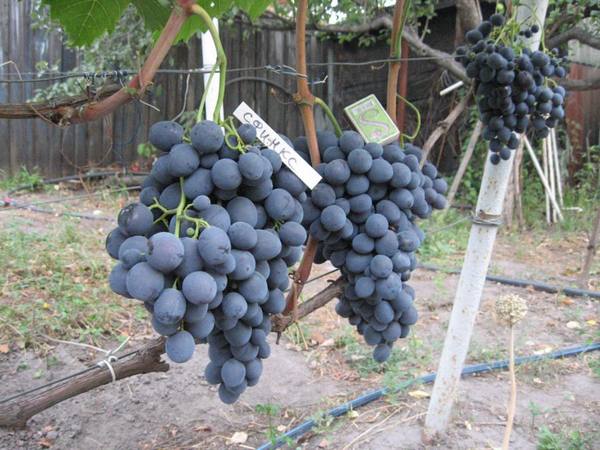 Гибридный сорт винограда Сфинкс - фото