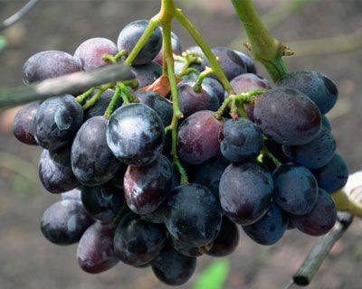 Черный виноград сорта барон - фото