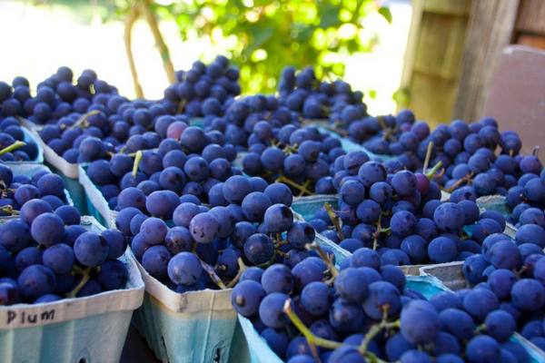 Характеристика винограда сорта Конкорд - фото