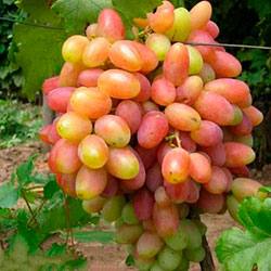 Описание и особенности винограда сорта Юбилей Новочеркасска Отзывы виноградарей с фото