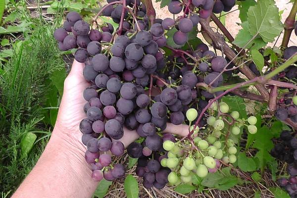 Как выращивать виноград сорта Шарова - фото