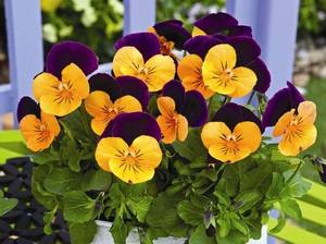 Цветы виолы Виттрока: ключевые характеристики и фото - фото